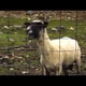 Goats Screaming Like Humans Do The <em>Game of Thrones</em> Intro
